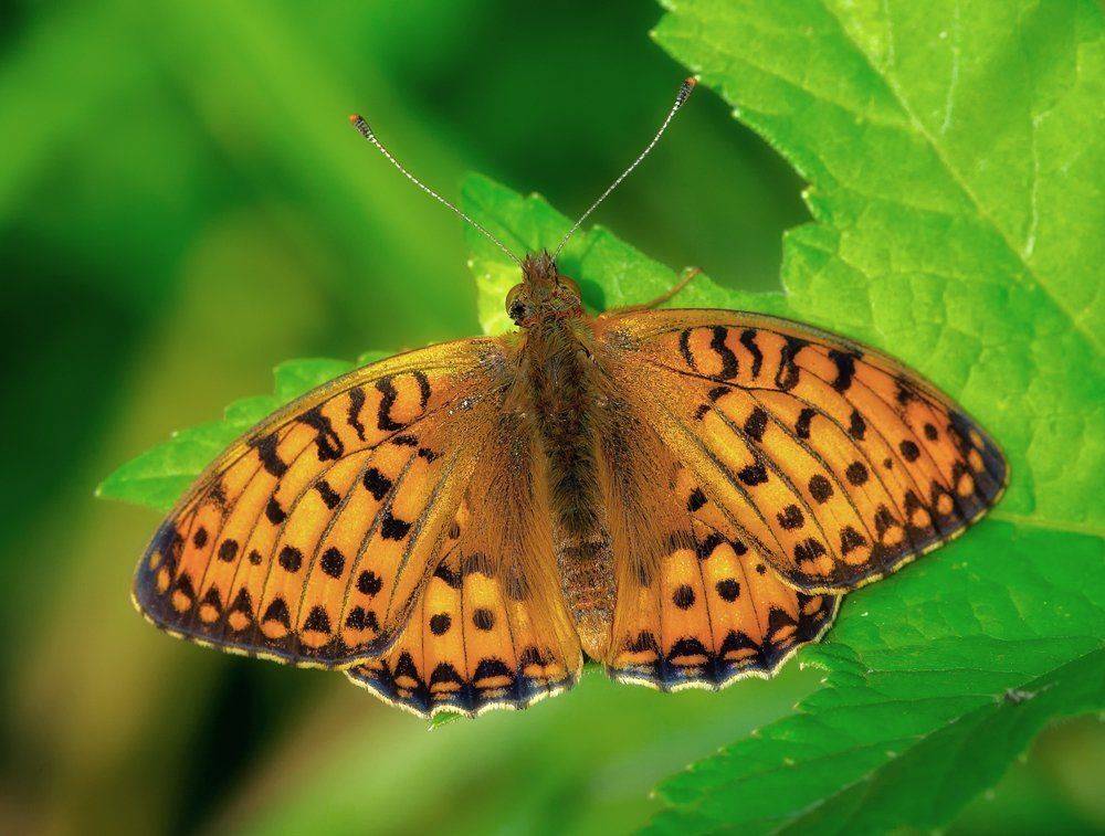 macro, closeup, макро,  gnilenkov, Alexey Gnilenkov