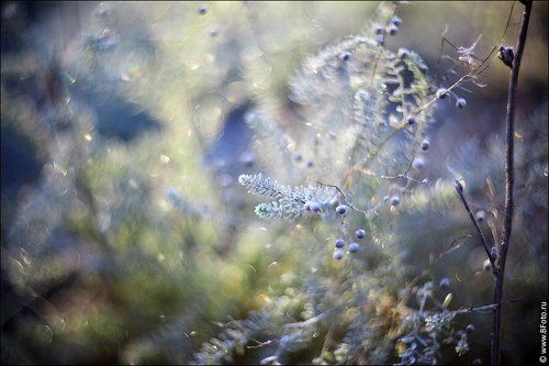 Садовые зарисовки