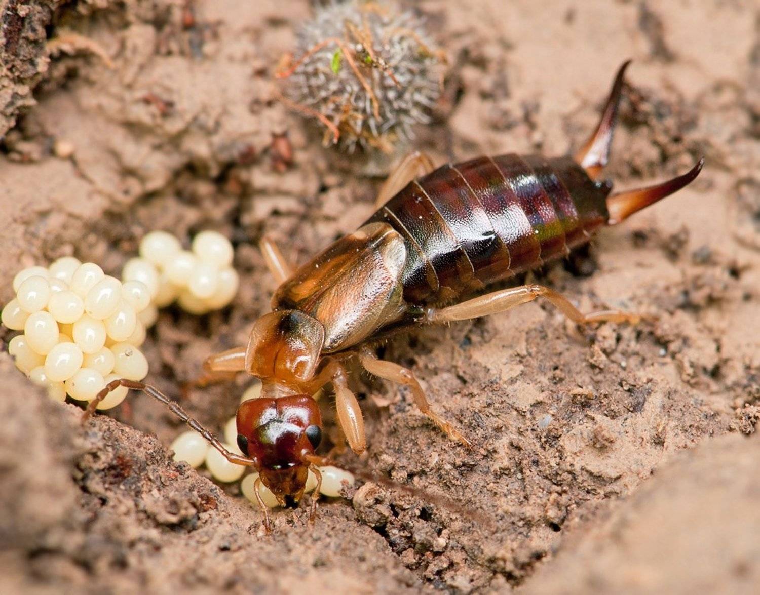 , Наум Пятов