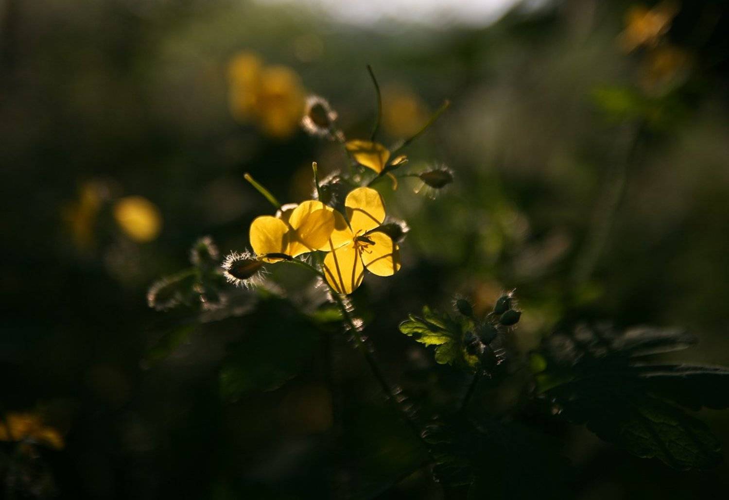 , Володимир Коцюбенко