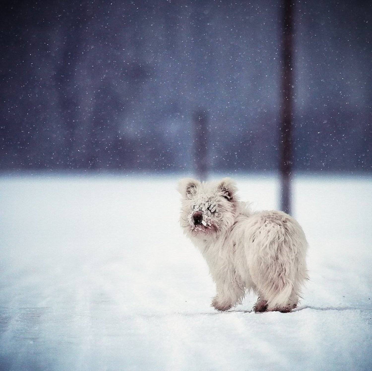 , Васенин Валерий