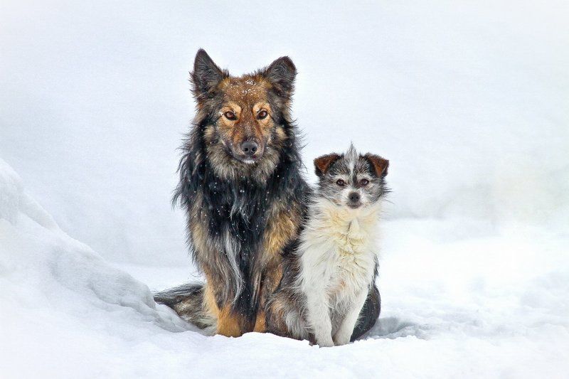 Неравный брак фото превью