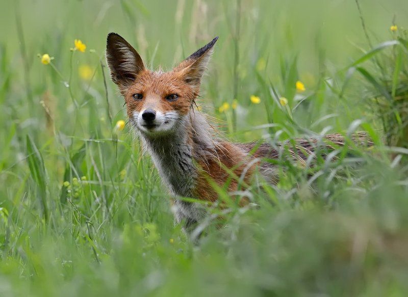 лисица Разведчик фото превью