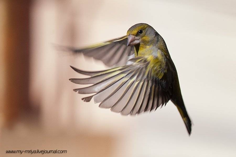 зеленушка, Татьяна Жеребцова