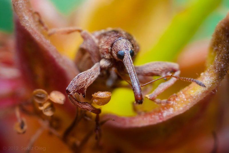 weevil, macro, close up, nature, art, oleg serkiz, макро, олег серкиз, долгоносик Adventures of weevil or nose out of focus фото превью