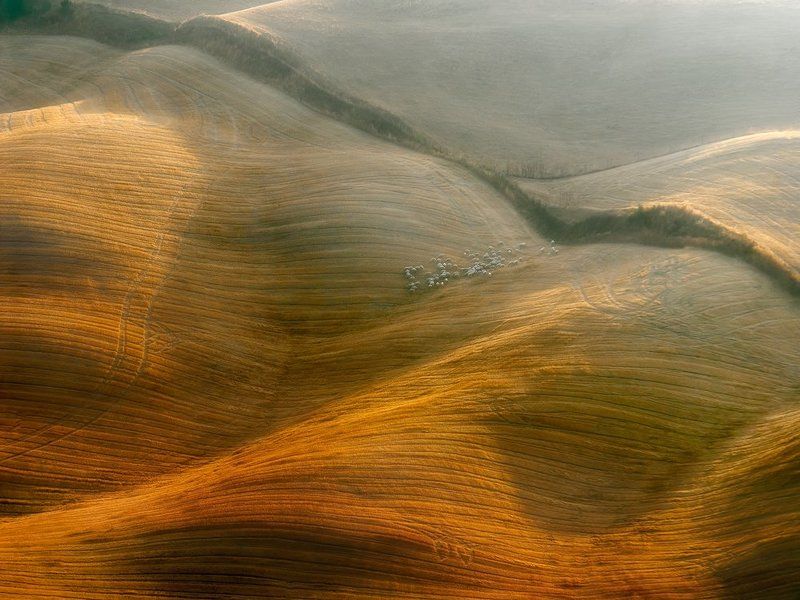 Sheep in the honey фото превью