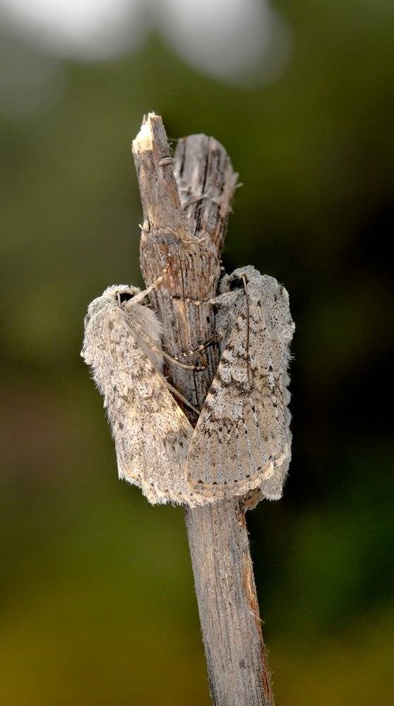 , Игорь ФУММ