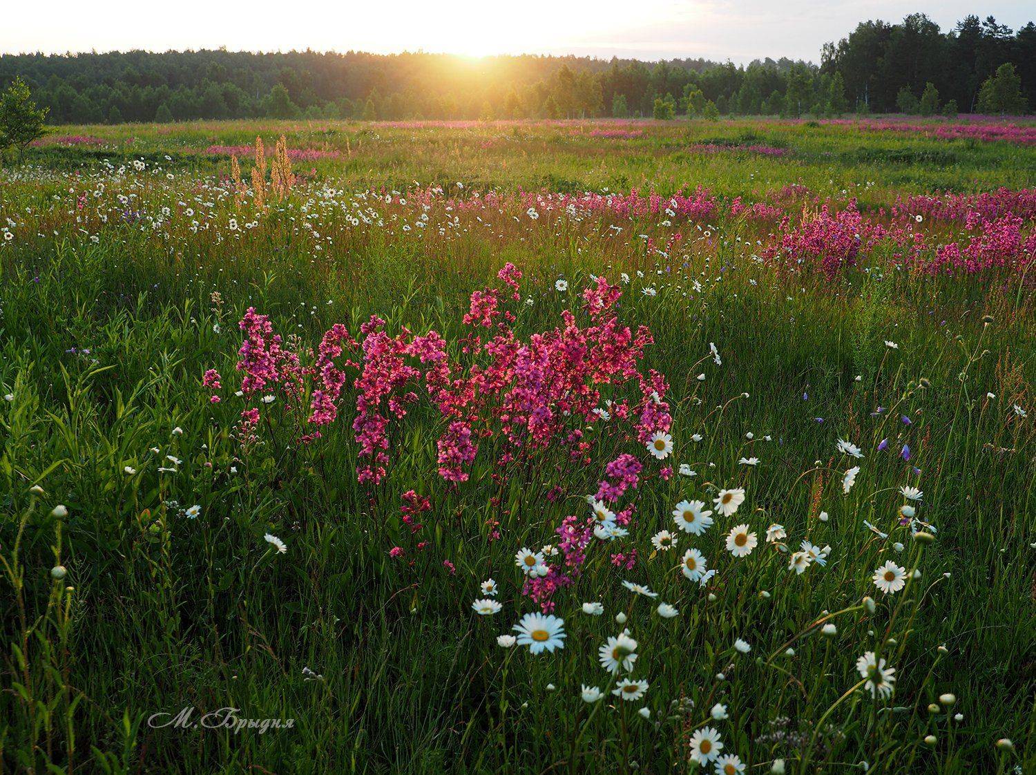 , Марина Брыдня