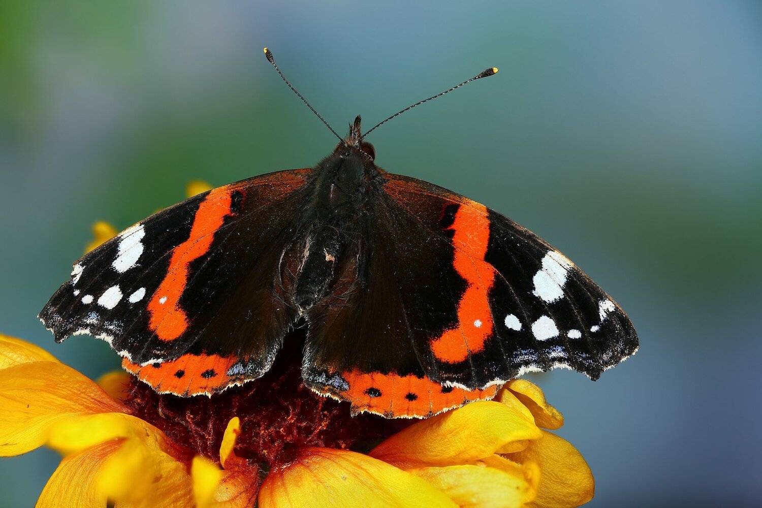 бабочка,макро,природа,усы,цвет,синий,цветок,желтый, Андрей Шаповалов