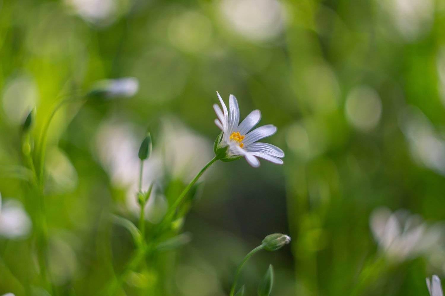 цветы, весна, Руслан Востриков