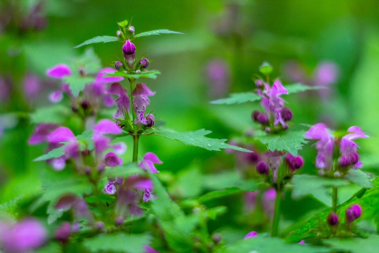 цветы, весна, Руслан Востриков