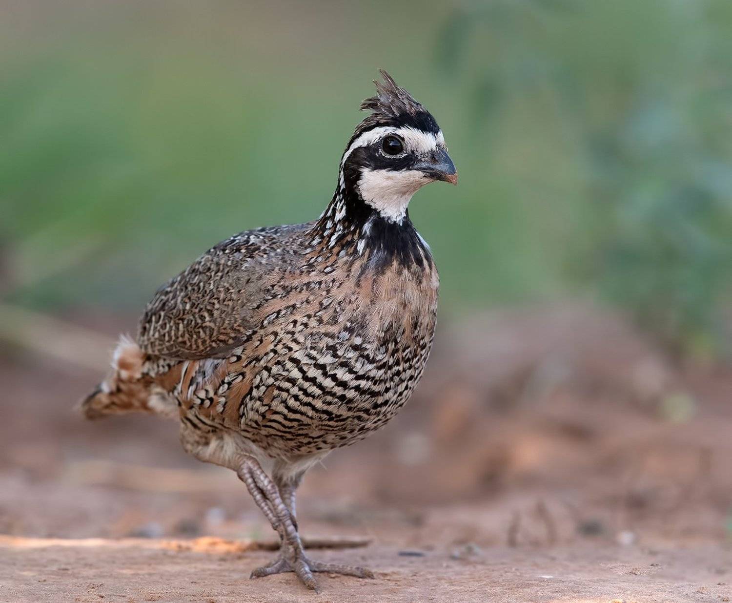northern bobwhite, виргинская американская куропатка, американская куропатка, tx, Elizabeth Etkind
