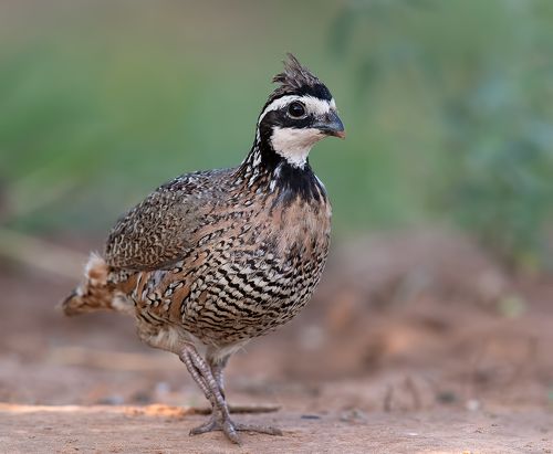 Northern Bobwhite - Виргинская американская куропатка