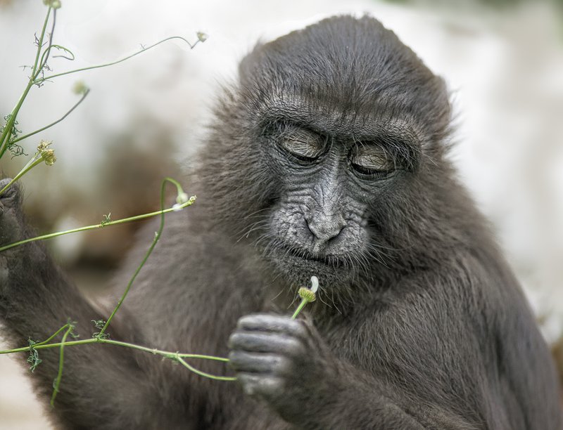 Любит, не любит. фото превью