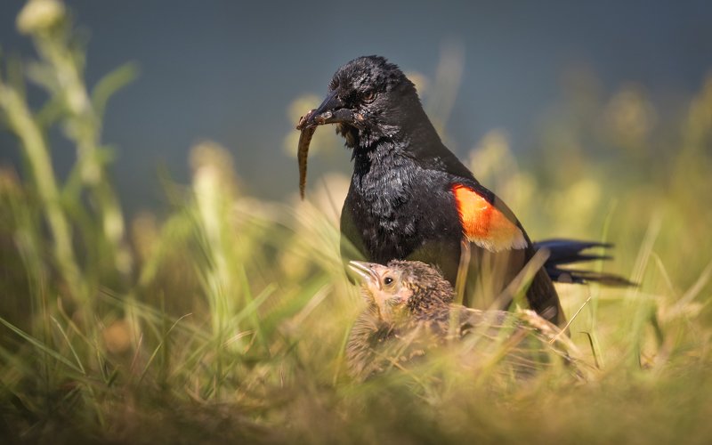 Red-winged Blackbirds and their breakfast фото превью