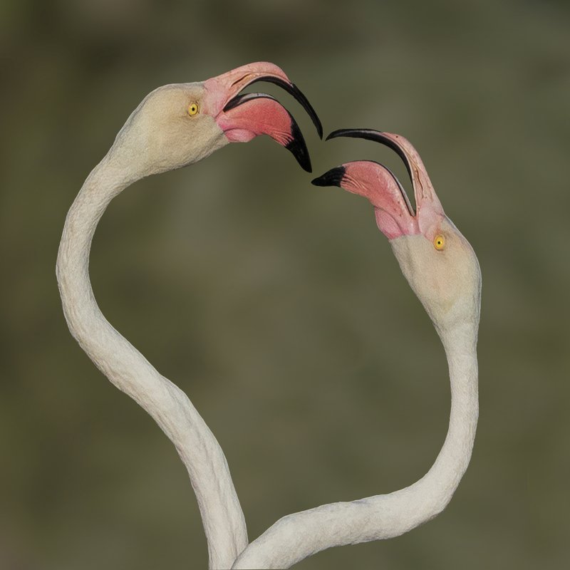 Flamingo фото превью