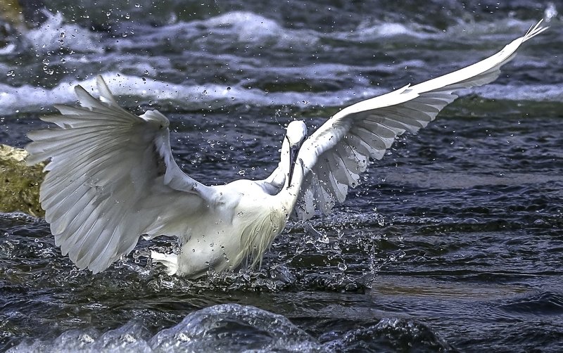Great egret фото превью