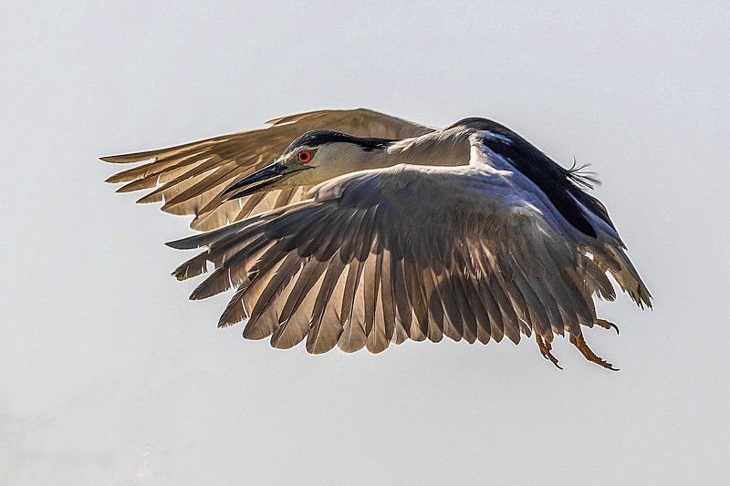 Black-crowned night heron фото превью