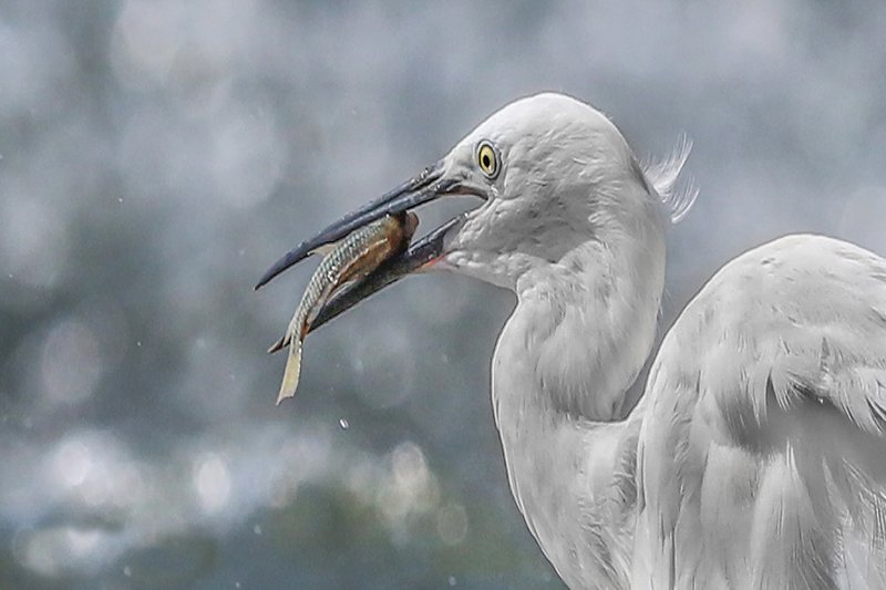 Great egret фото превью