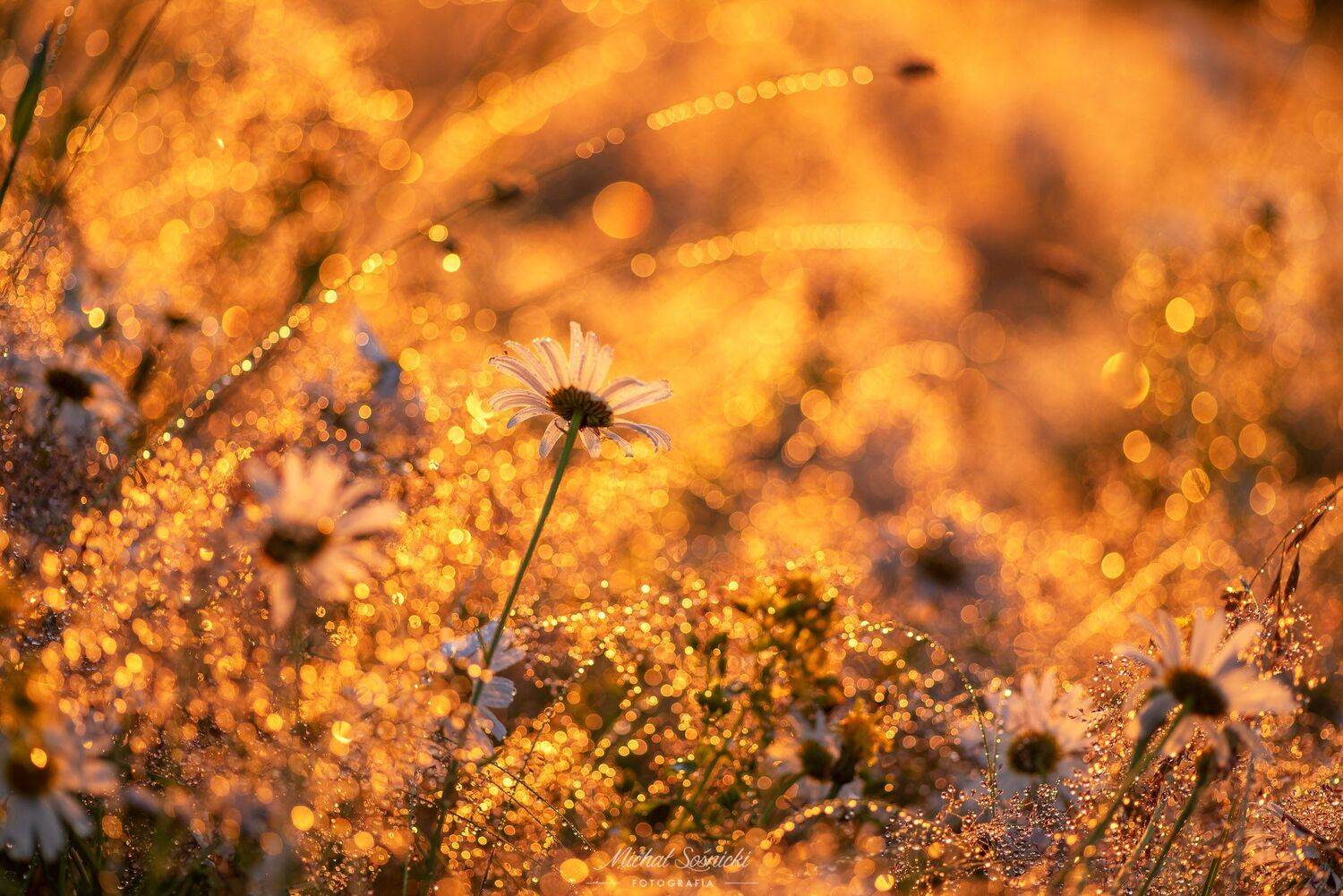 #zawoja #beskids #morning #sky #sunrise #amazing #nature #poland #flowers #macro, Michał Sośnicki