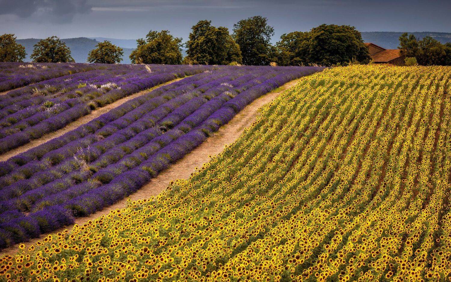 лаванда, подсолнухи, поля, Александр Безмолитвенный