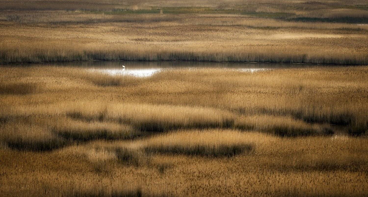 трава, цапля, Александр Безмолитвенный