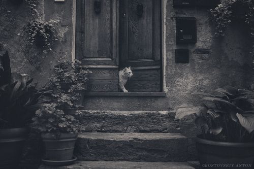 В ожидании гостей | Awaiting guests