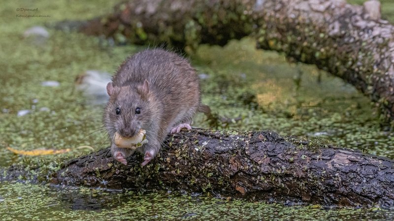 крыса, животные, фотоохота Хочу больше! фото превью