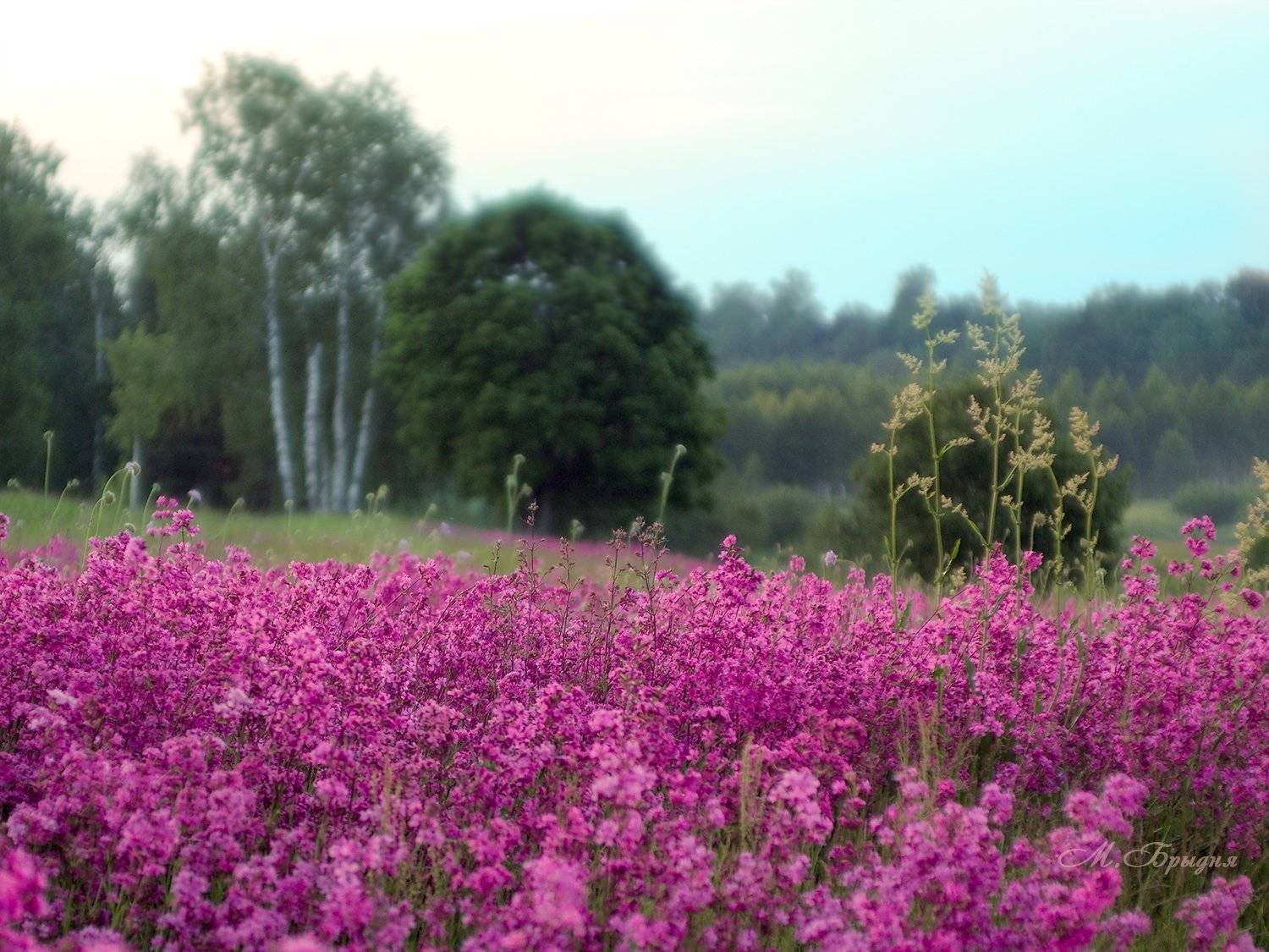 , Марина Брыдня