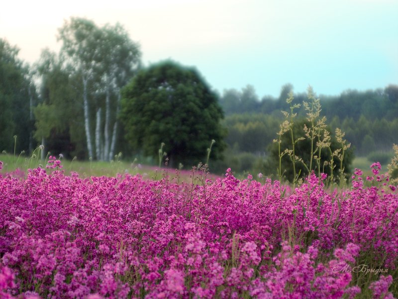 Смолка цветёт фото превью