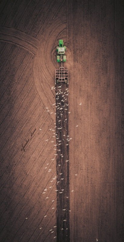 Взгляд на птиц с высоты птичьего полета фото превью