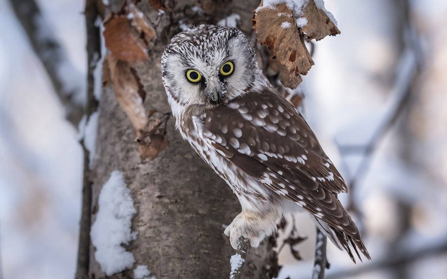 птица, дикая птица, хищная птица, орнитология, дикая природа, фотоохота, , сыч, сыч мохноногий, зима. охота, фотоохота, мышь, Victor Dubinkin