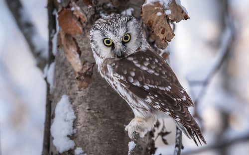 Глаза в глаза. (Сыч мохноногий)