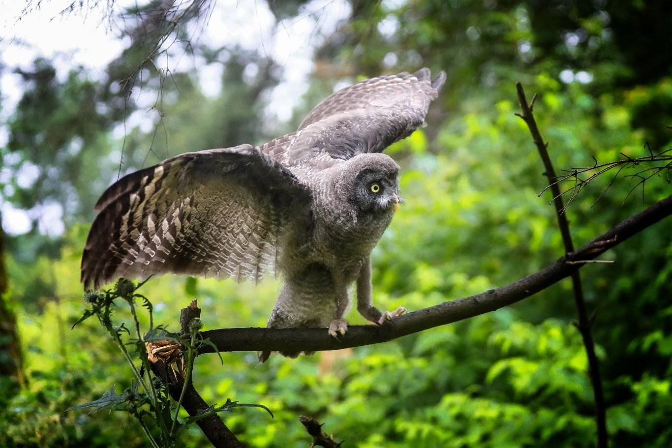 , Андрей Ершов