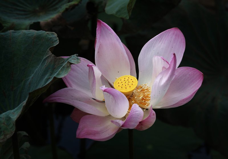 A lotus blooming! фото превью