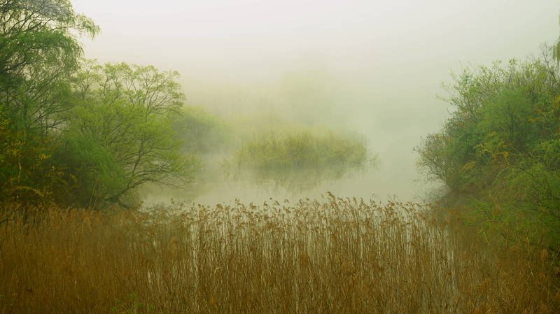 south korea, choongcheongnamdo, spring, springtime, lake, tree, fog, new leaves, reflection, New leaves in springtime фото превью
