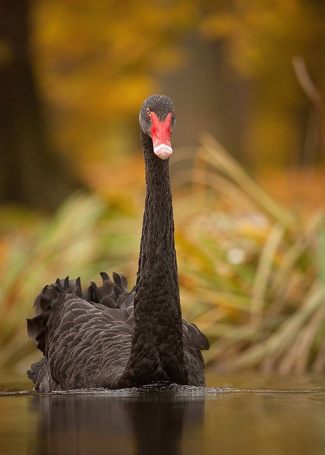 , Robert Adamec