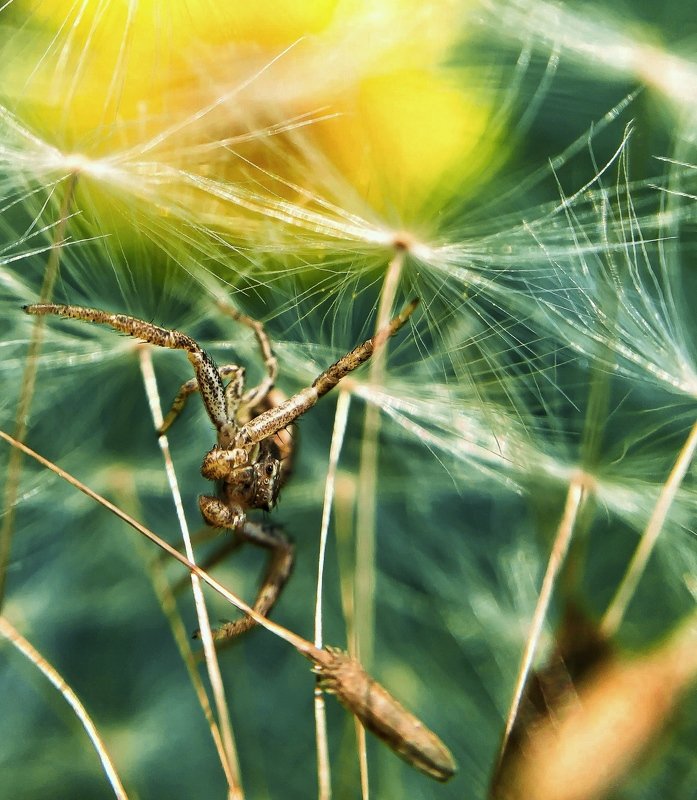 Small spider фото превью
