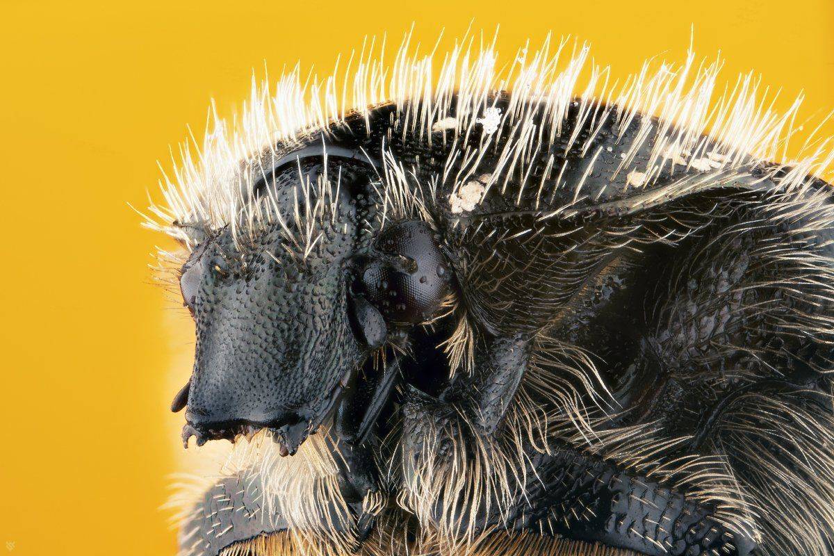 Tropinota hirta, bug, insect, Wojciech Grzanka