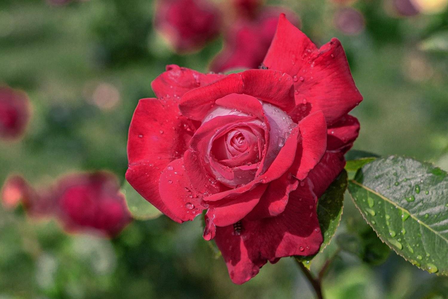 , Павел Дунюшкин