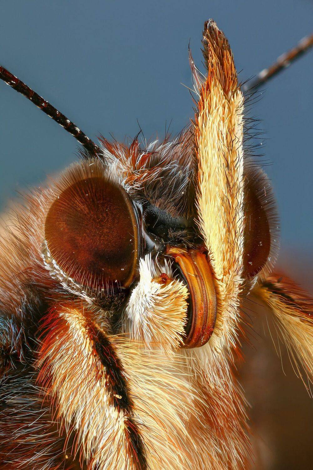 бабочка,макро,природа,усы,цвет,глаза,синий,портрет, Андрей Шаповалов