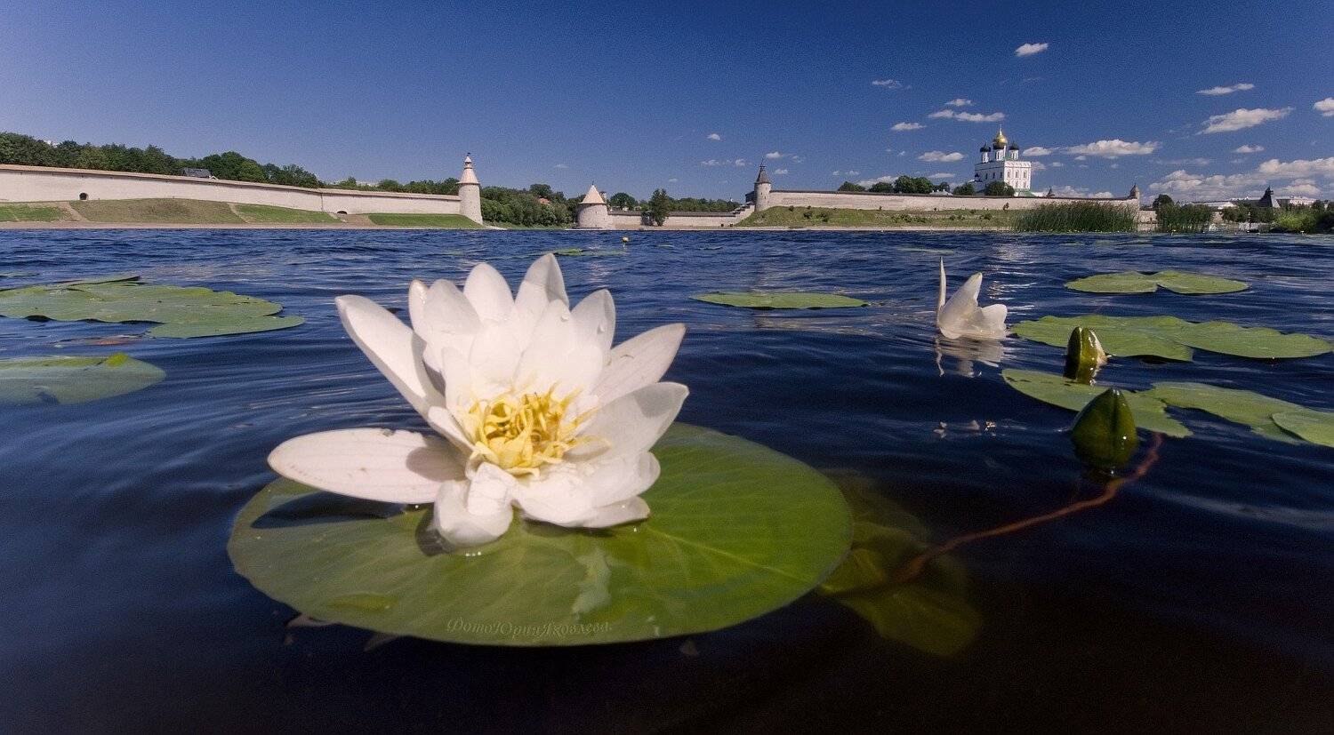 пейзаж, город, река, кувшинки, лето, троицкий собор, Юрий Яковлев