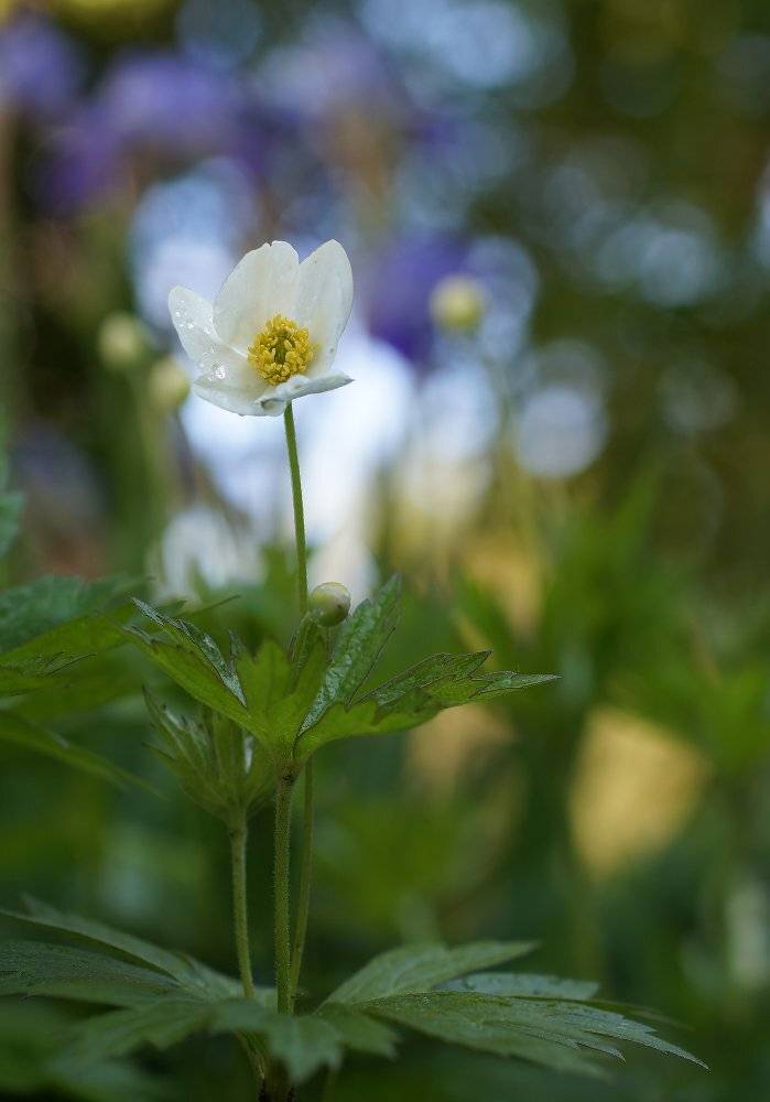 Цветы, Чепленко Алексей