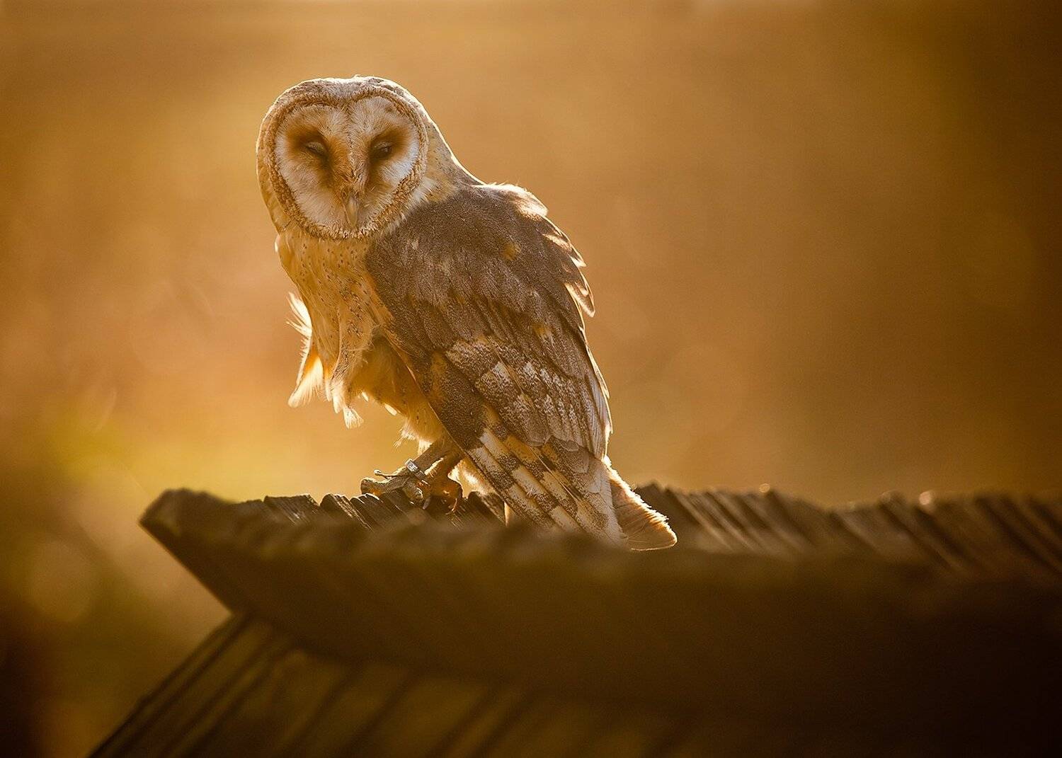 Сипуха. Автор: Robert Adamec , Robert Adamec