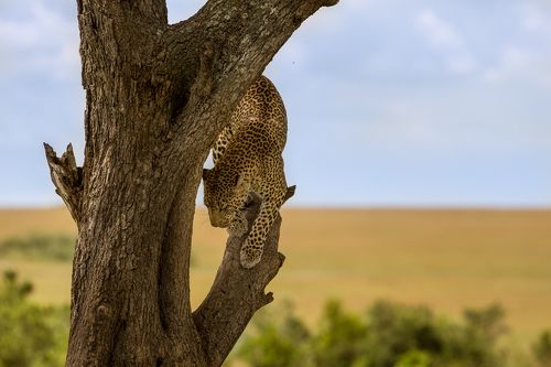 Кто куда, а я на прогулку))