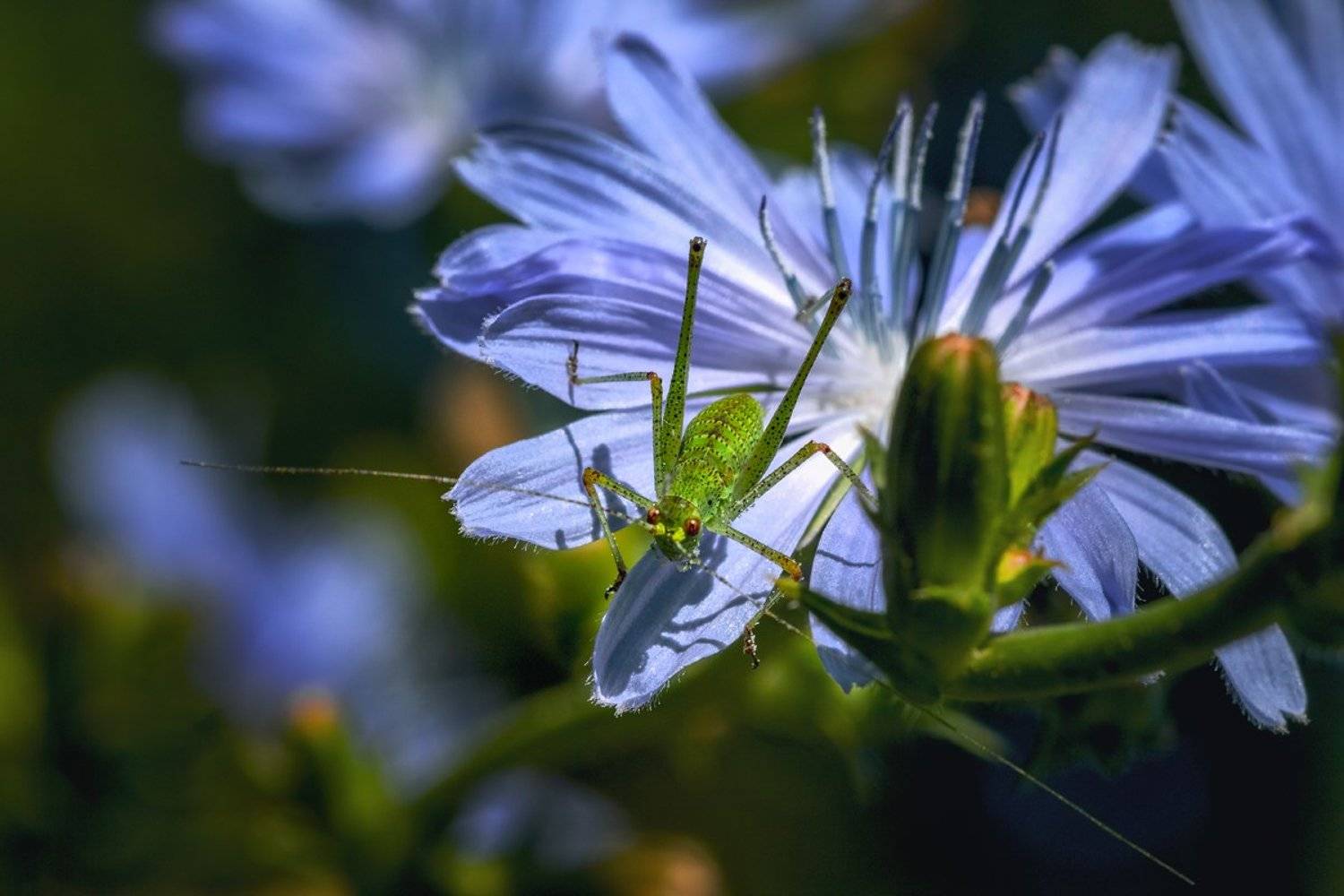 tokina 100 macro, macro lens,  beautiful, красивый, moment, момент, nature, природа,  wildlife,  summer, лето, летняя, chicory, цикорий, insect, насекомое, grasshopper, кузнечик,, Наталья Терентьева