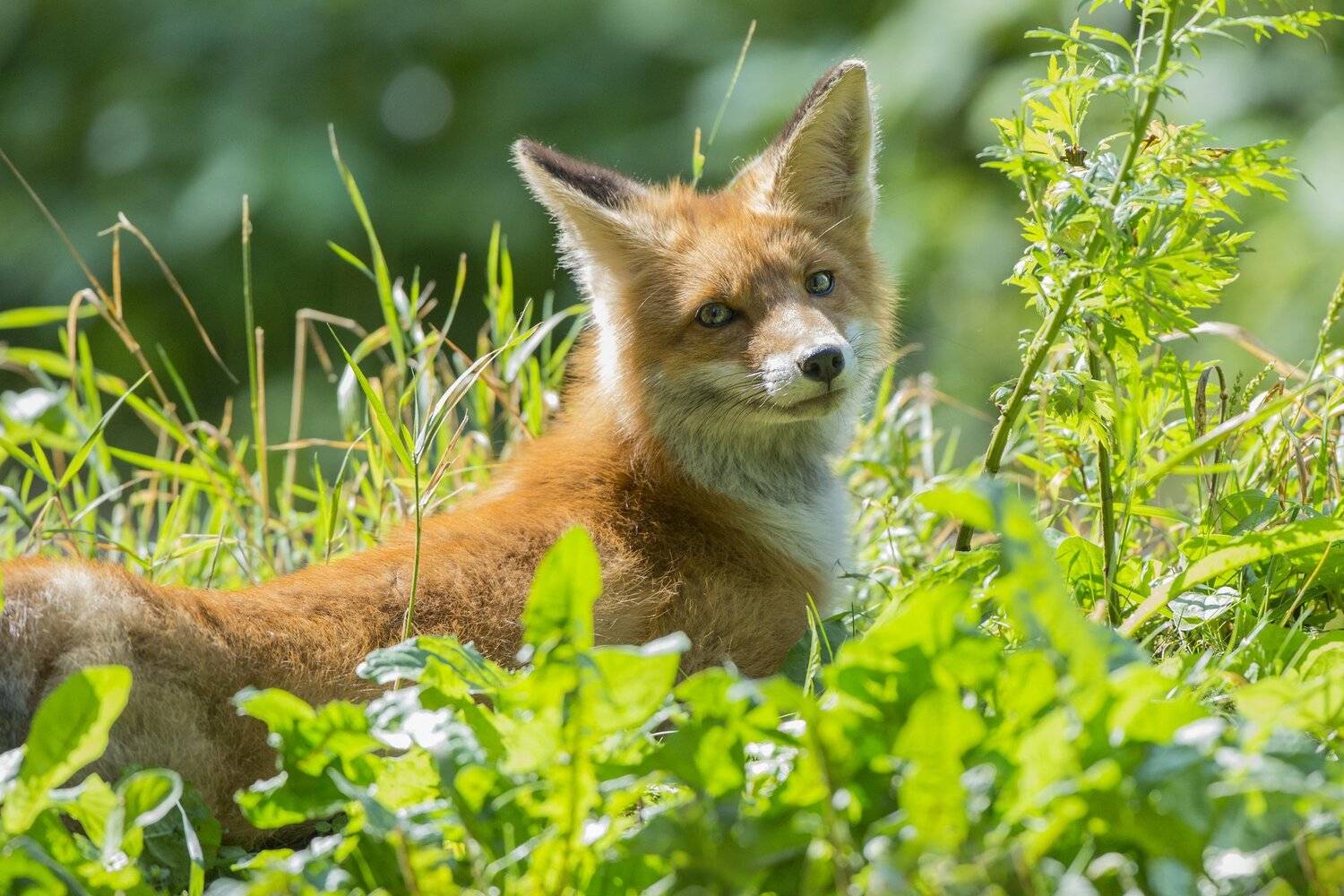 , Юрий Кулаков
