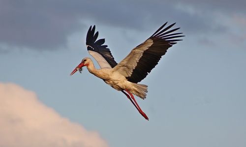 Белый аист летит...