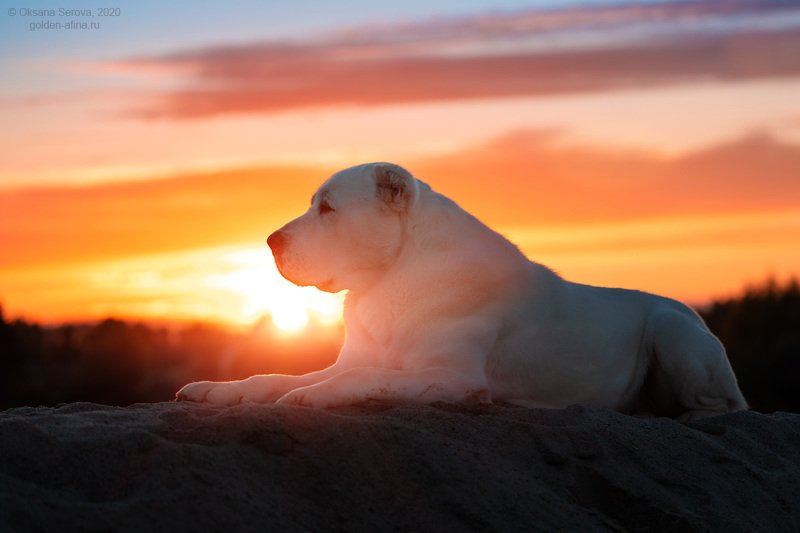 Царь фото превью