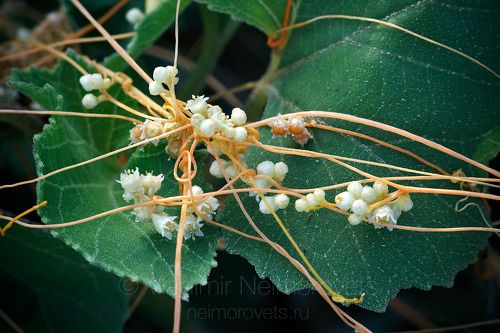 The greater dodder (Cuscuta europaea) / Повилика европейская (Cuscuta europaea)